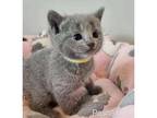 NIOG Russian blue kitten