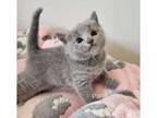 UILL Russian blue kitten