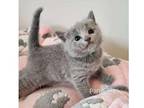 WPSO Russian blue kitten