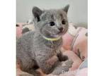 AOUUI Russian blue kitten