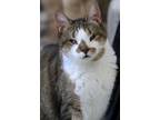 Adopt Scottie a Domestic Short Hair