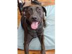 Adopt Ember a Labrador Retriever, German Shepherd Dog