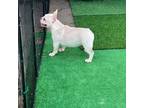 French Bulldog Puppy for sale in Avery, TX, USA