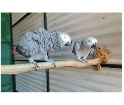 22 VC 2 African Grey Parrots Birds is a Grey Arts &amp; Crafts for Sale in San Antonio TX