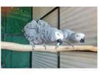 24 TV 2 African Grey Parrots Birds