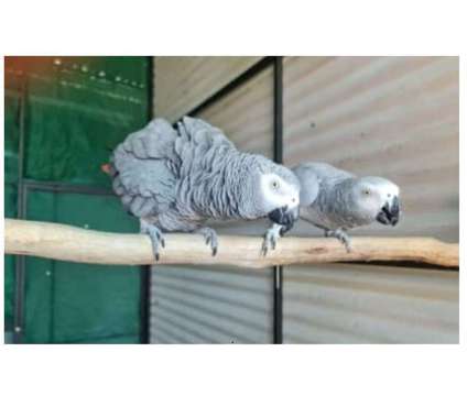 24 TV 2 African Grey Parrots Birds is a Grey Arts &amp; Crafts for Sale in Texarkana TX