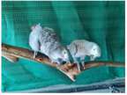 13 CT 2 African Grey Parrots Birds