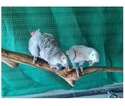13 CT 2 African Grey Parrots Birds is a Grey Arts &amp; Crafts for Sale in Mcallen TX