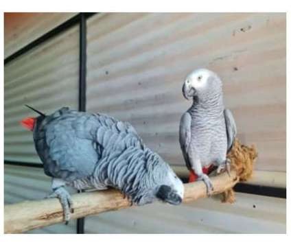 16 GV 2 African Grey Parrots Birds is a Grey Arts &amp; Crafts for Sale in Houston TX