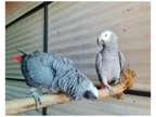 69 CB 2 African Grey Parrots Birds