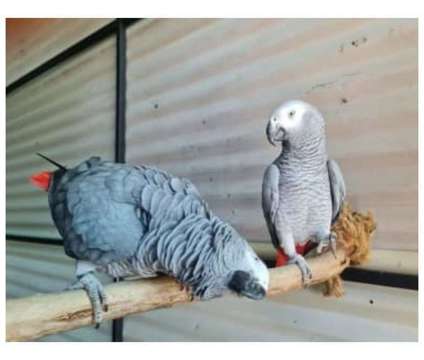 69 CB 2 African Grey Parrots Birds is a Grey Arts &amp; Crafts for Sale in Dallas TX