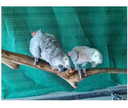 51 HN 2 African Grey Parrots Birds is a Grey Arts &amp; Crafts for Sale in El Paso TX