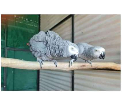 46 GK 2 African Grey Parrots Birds is a Grey Arts &amp; Crafts for Sale in Beaumont TX