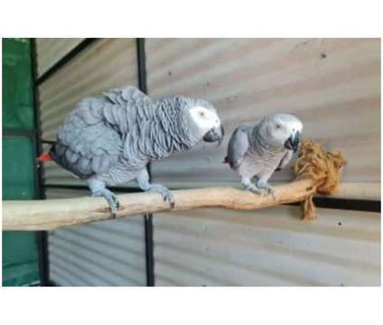 91 RK 2 African Grey Parrots Birds is a Grey Arts &amp; Crafts for Sale in Austin TX