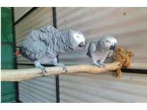 71 FN 2 African Grey Parrots Birds
