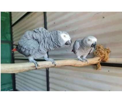 71 FN 2 African Grey Parrots Birds is a Grey Arts &amp; Crafts for Sale in Corpus Christi TX