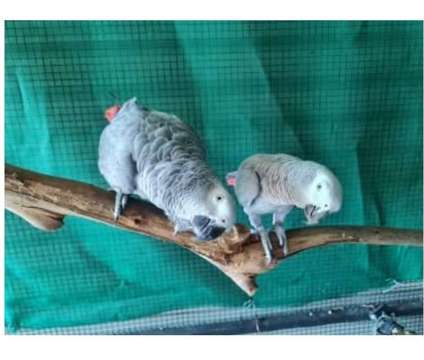 63 DC 2 African Grey Parrots Birds is a Grey Arts &amp; Crafts for Sale in Midland TX