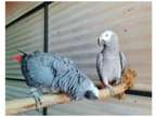 37 JC 2 African Grey Parrots Birds