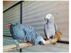 23 EV 2 African Grey Parrots Birds