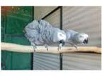 43 YY 2 African Grey Parrots Birds