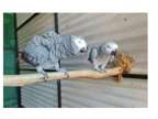 37 JO 2 African Grey Parrots Birds