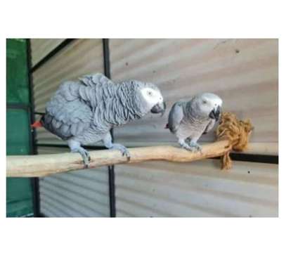 37 JO 2 African Grey Parrots Birds is a Grey Arts &amp; Crafts for Sale in Salinas CA
