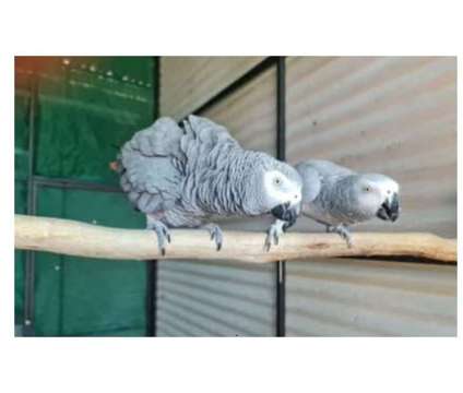 66 J0 2 African Grey Parrots Birds is a Grey Arts &amp; Crafts for Sale in Sacramento CA