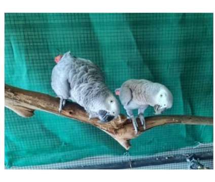 62 MF 2 African Grey Parrots Birds is a Grey Arts &amp; Crafts for Sale in Modesto CA