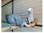 11 NI 2 African Grey Parrots Birds