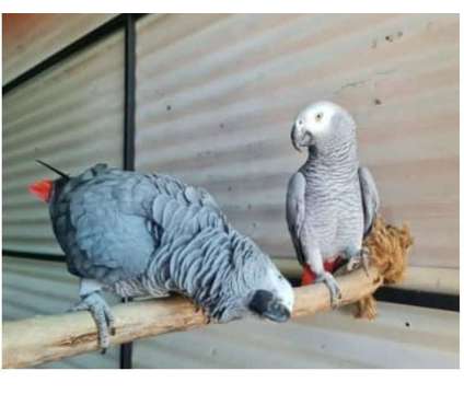 11 NI 2 African Grey Parrots Birds is a Grey Arts &amp; Crafts for Sale in Los Angeles CA