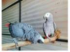 14 YS 2 African Grey Parrots Birds