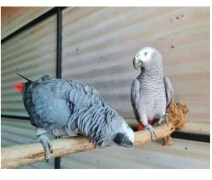 14 YS 2 African Grey Parrots Birds is a Grey Arts &amp; Crafts for Sale in Fresno CA
