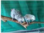 15 GW 2 African Grey Parrots Birds