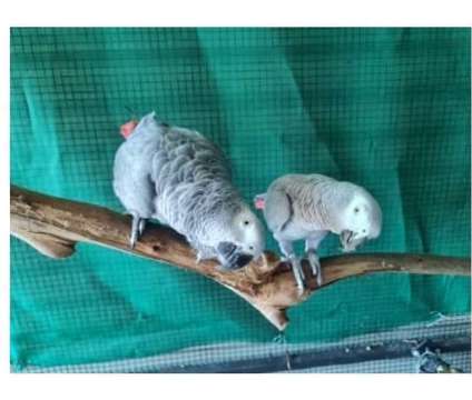 15 GW 2 African Grey Parrots Birds is a Grey Arts &amp; Crafts for Sale in Bakersfield CA