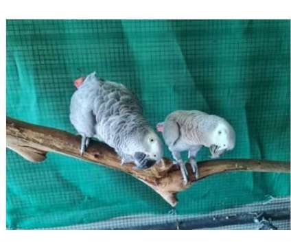 81 NU 2 African Grey Parrots Birds is a Grey Arts &amp; Crafts for Sale in Sheridan WY