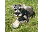 Schnauzer (Miniature) Puppy for sale in Middlebury, IN, USA