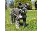 Schnauzer (Miniature) Puppy for sale in Middlebury, IN, USA