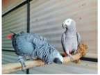 50 NI 2 African Grey Parrots Birds