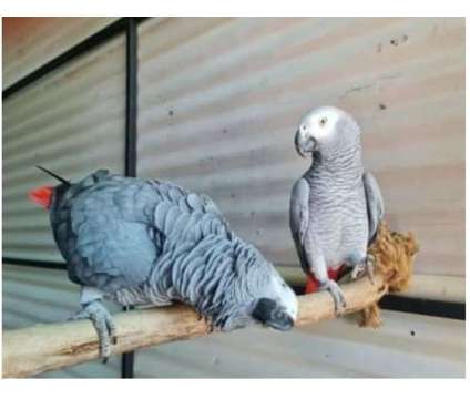 50 NI 2 African Grey Parrots Birds is a Grey Arts &amp; Crafts for Sale in Cheyenne WY