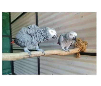 23 QQ 2 African Grey Parrots Birds is a Grey Arts &amp; Crafts for Sale in Whitewater WI