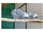 10 HWW 2 African Grey Parrots Birds