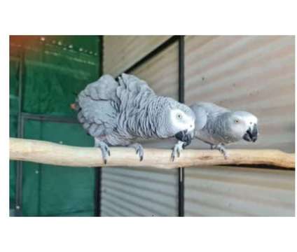 10 HWW 2 African Grey Parrots Birds is a Grey Arts &amp; Crafts for Sale in Madison WI