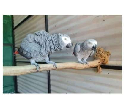 25 CCO 2 African Grey Parrots Birds is a Grey Arts &amp; Crafts for Sale in Parkersburg WV
