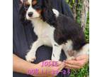 Cavalier King Charles Spaniel Puppy for sale in Asbury, MO, USA