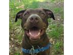 Adopt Milo a Brown/Chocolate Mixed Breed (Large) / Mixed dog in East Smithfield