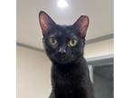 Adopt Pumpernickel a All Black Domestic Shorthair / Mixed (short coat) cat in St