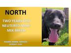 Adopt NORTH a Brindle Labrador Retriever / American Pit Bull Terrier / Mixed dog