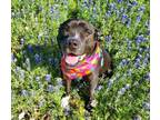 Adopt BOSCOE a Black American Pit Bull Terrier / Mixed dog in Austin