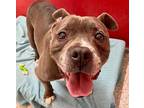 Adopt HIPPO* a Gray/Silver/Salt & Pepper - with White American Pit Bull Terrier