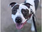 Adopt MOOO* a White - with Black American Pit Bull Terrier / Mixed dog in